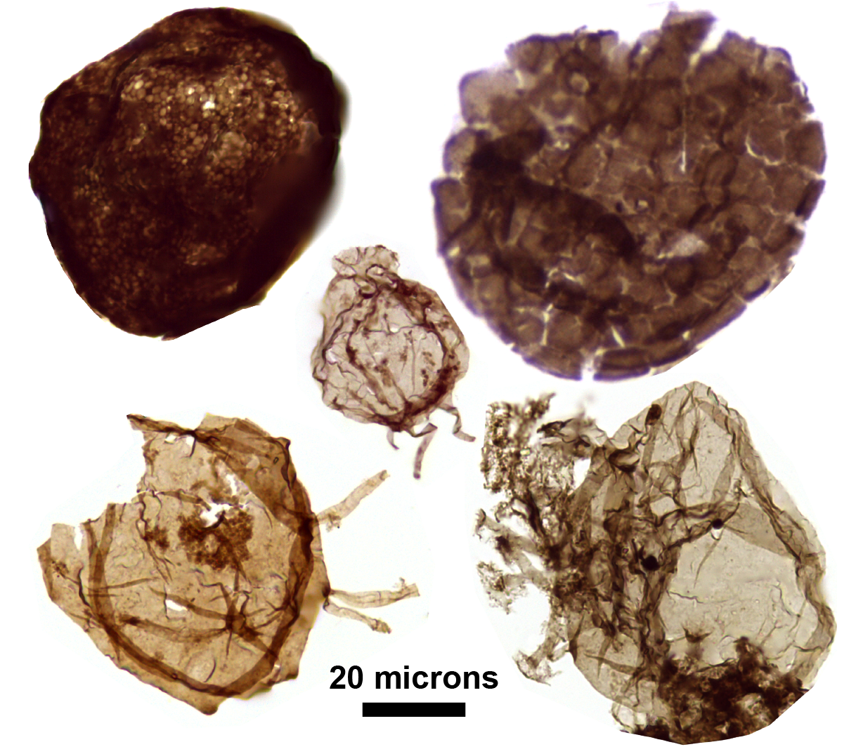 microscope image of fossil eukaryotes